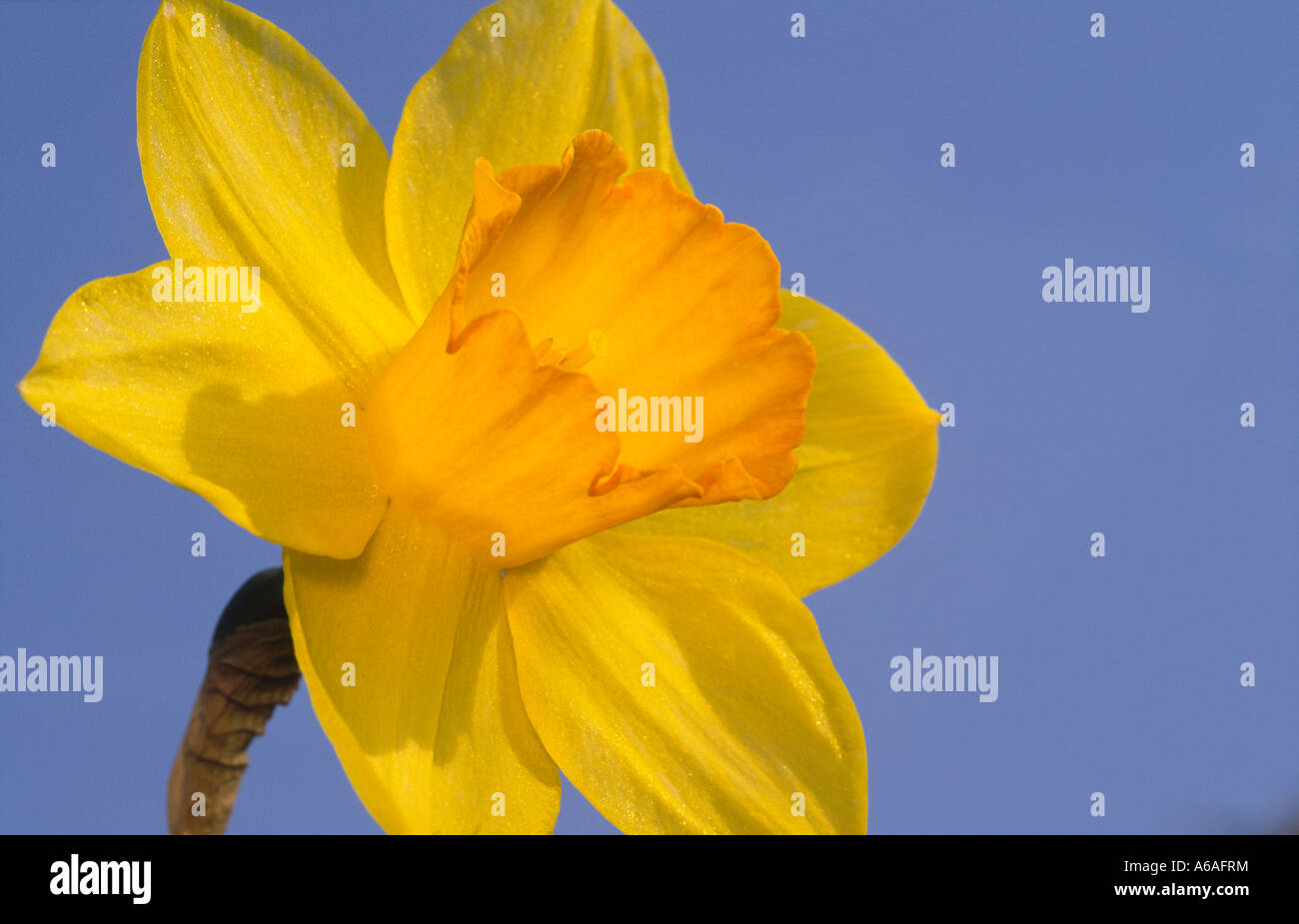 Colore delle molle nel giardino narcisi narcissus fortune Scotland Regno Unito Foto Stock