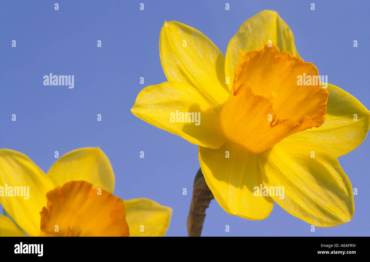 Il simbolo nazionale del Galles le Giunchiglie in giardino contro un cielo blu Foto Stock