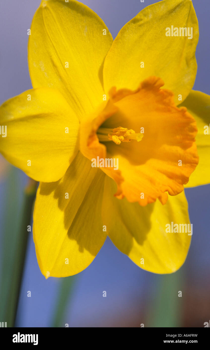 L'emblema nazionale simbolo del Galles il daffodil Foto Stock
