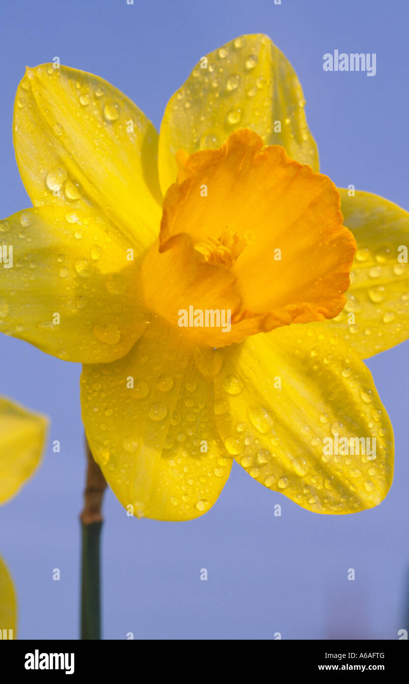Gocce di pioggia sul simbolo nazionale simbolo del Galles il daffodil fiore Foto Stock