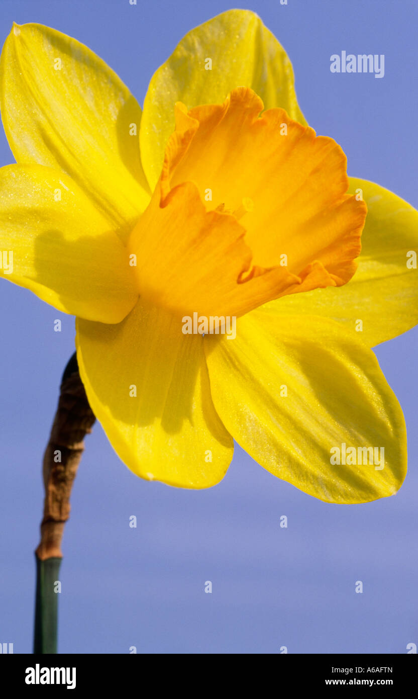 Il simbolo nazionale del Galles il daffodil Foto Stock