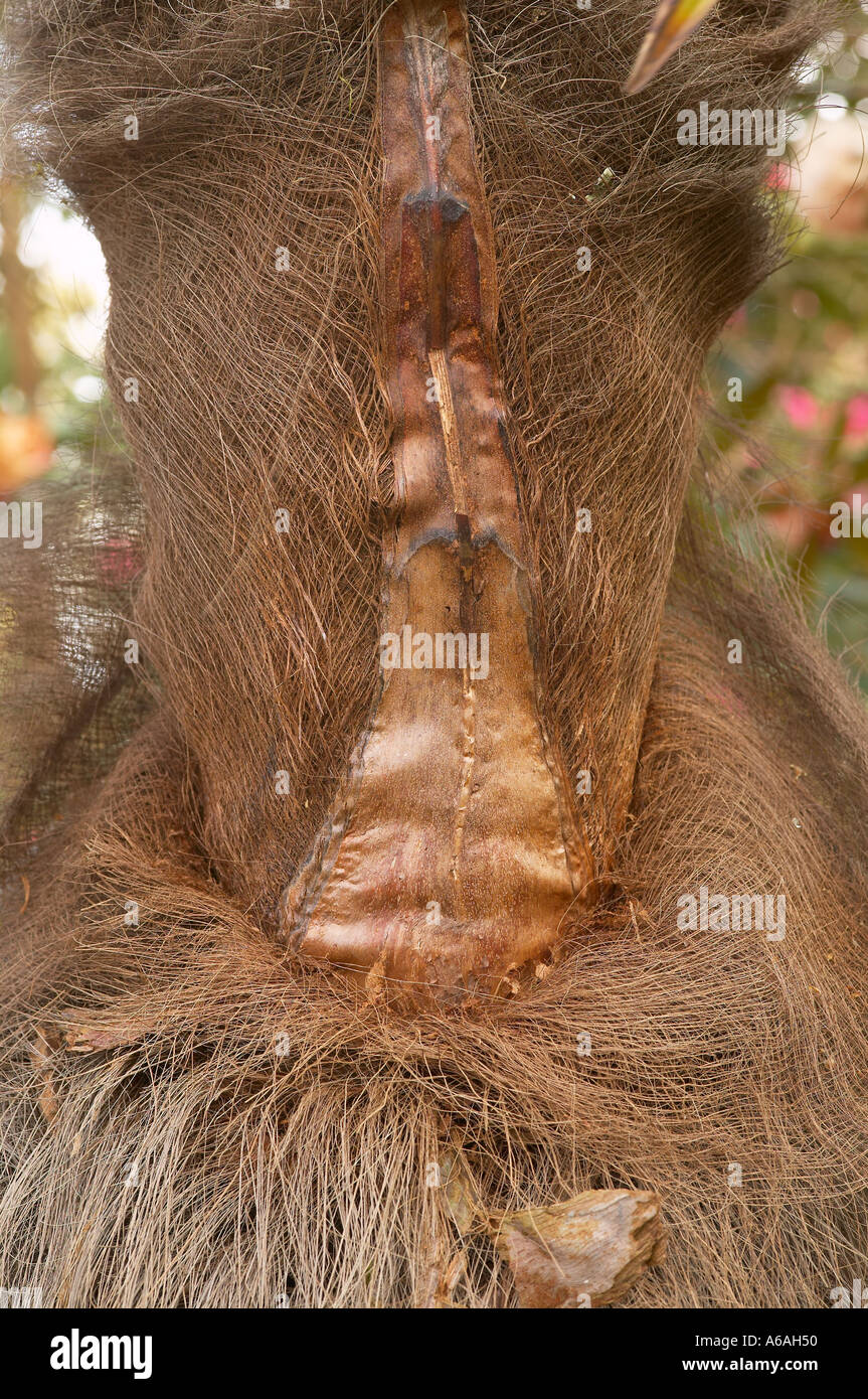 Un esempio di Pareidolia - vedendo un volto umano sul tronco fibroso di Chusan Palm. Nome latino trachycarpus fortunei Foto Stock