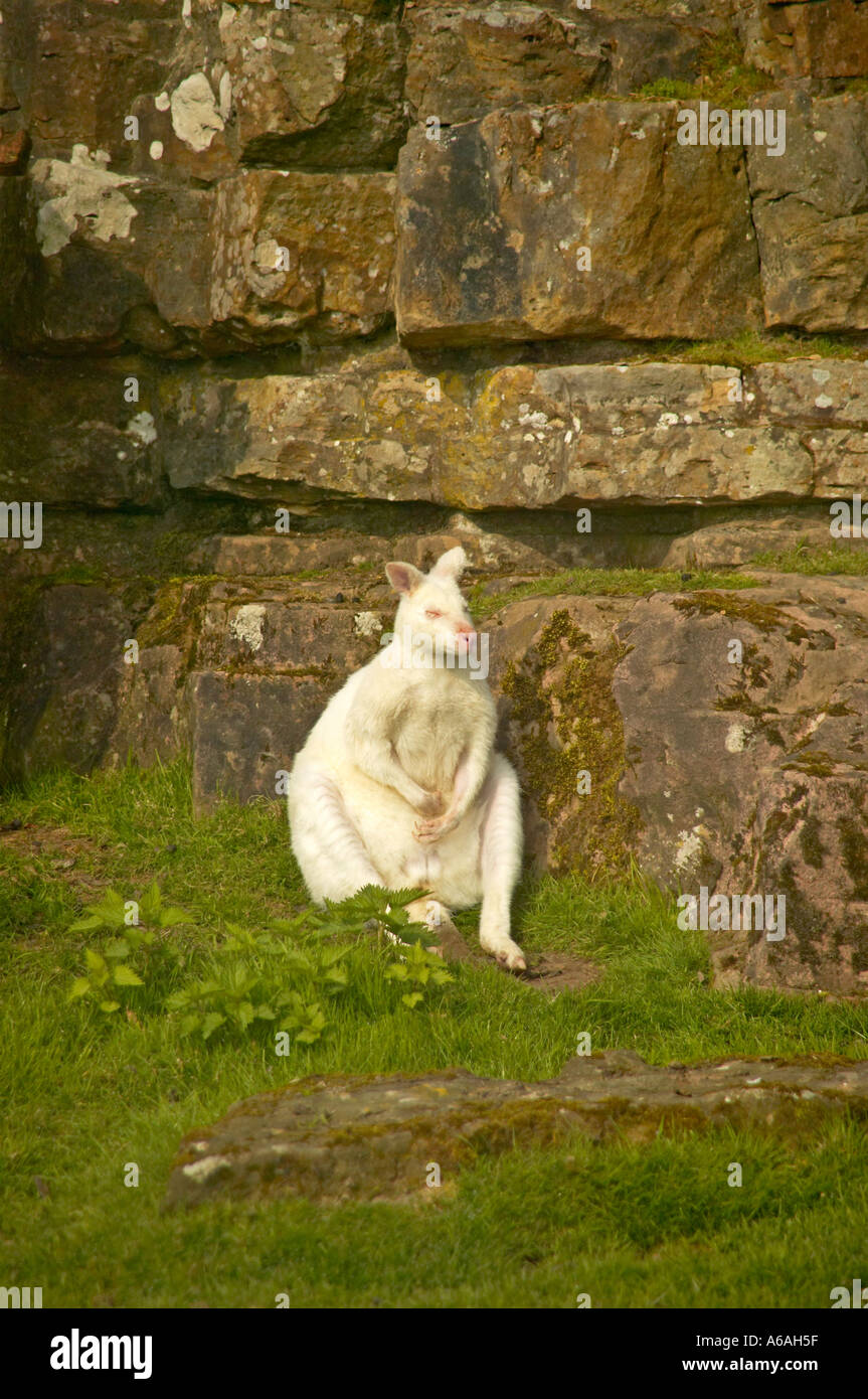 Inghilterra, Regno Unito un unico maschio Albino Wallaby seduta rilassante sull'erba Foto Stock