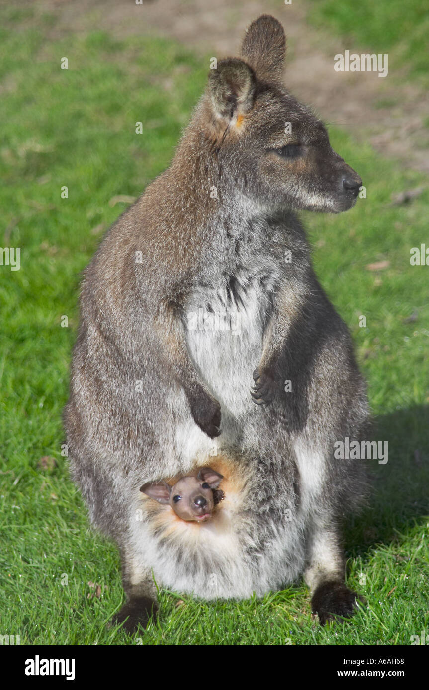 Inghilterra, Regno Unito. Una femmina adulta Bennett's Wallaby ((Macropus rufogriseus) con un grazioso piccolo Joey nella sua custodia Foto Stock