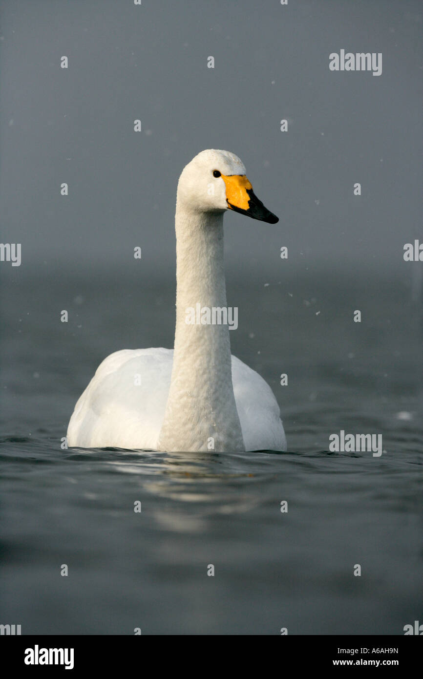 Whooper swan Cygnus cygnus Giappone Foto Stock