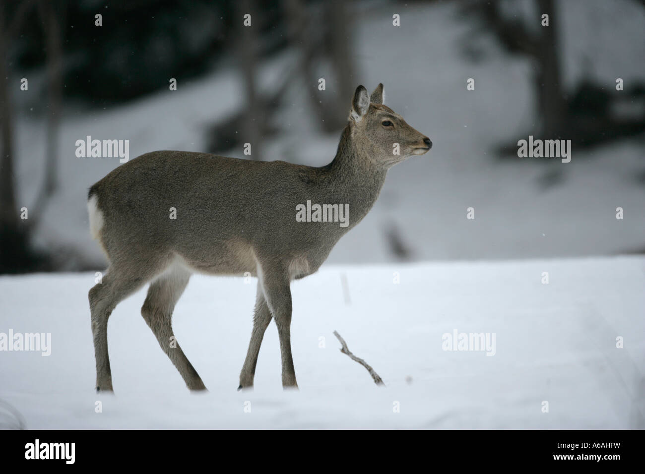 Sika deer Cervus nippon Giappone femmina Foto Stock