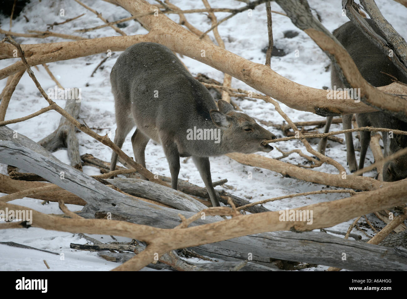 Sika deer Cervus nippon Giappone mangiando di corteccia di albero Foto Stock