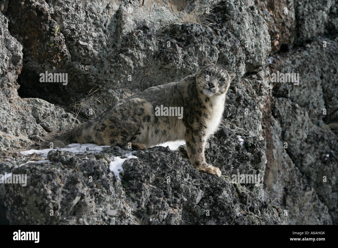 Snow Leopard Uncia uncia Foto Stock