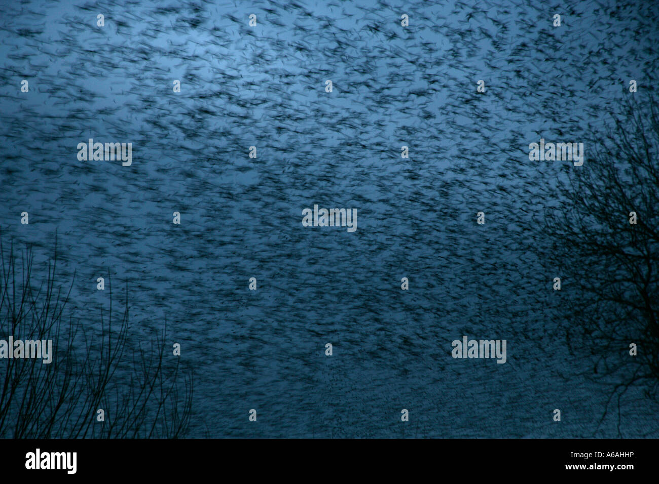 Starling Sturnus vulgaris Staffordshire REGNO UNITO posatoio Foto Stock