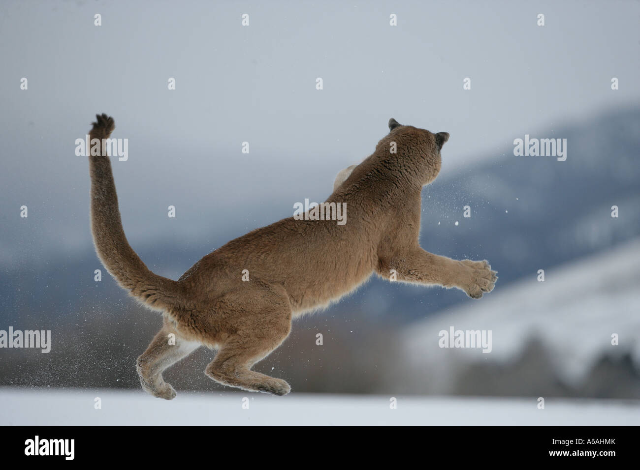 Puma o Mountain lion Puma concolor Foto Stock