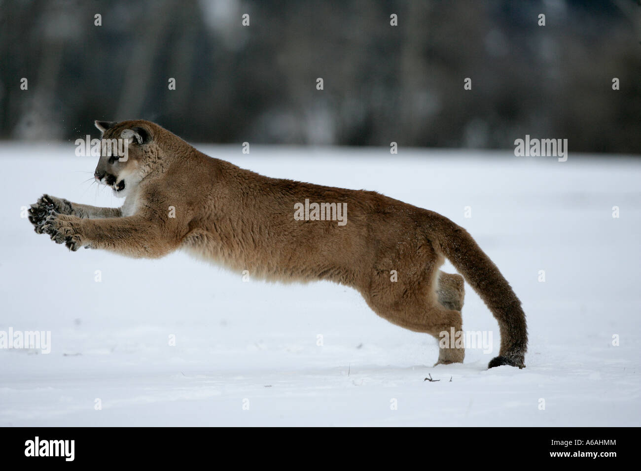 Puma o Mountain lion Puma concolor Foto Stock