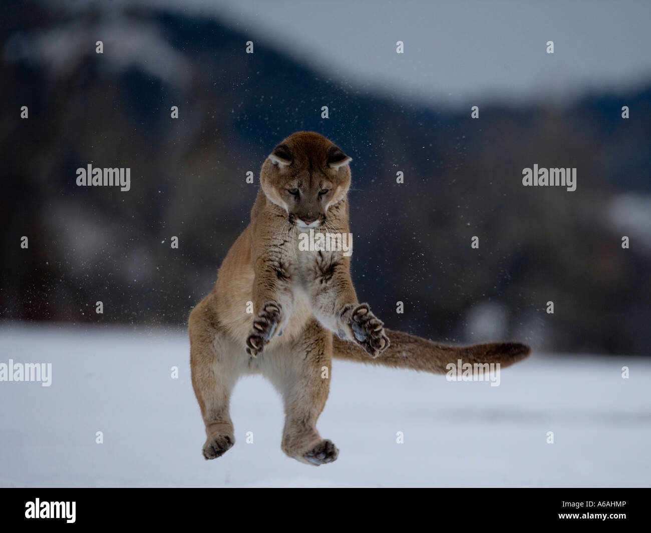 Puma o Mountain lion Puma concolor Foto Stock