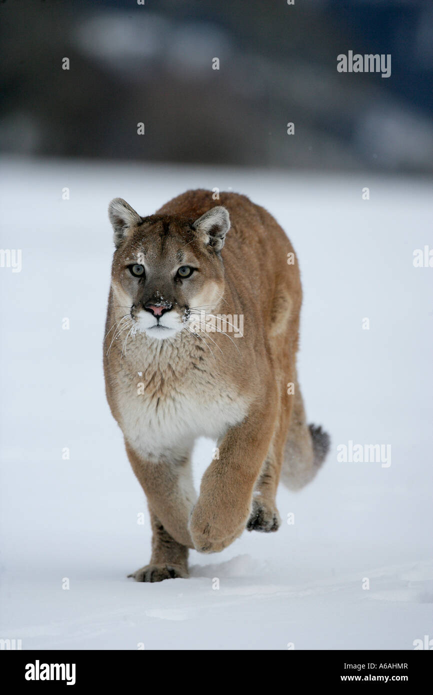 Puma o Mountain lion Puma concolor Foto Stock