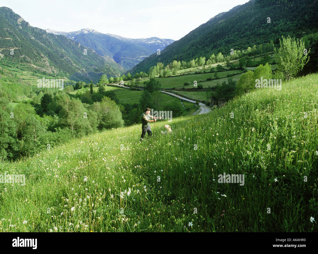 Pecore pastore con cane al villaggio di Areu nei Pirenei spagnoli nei pressi di Andorra Foto Stock