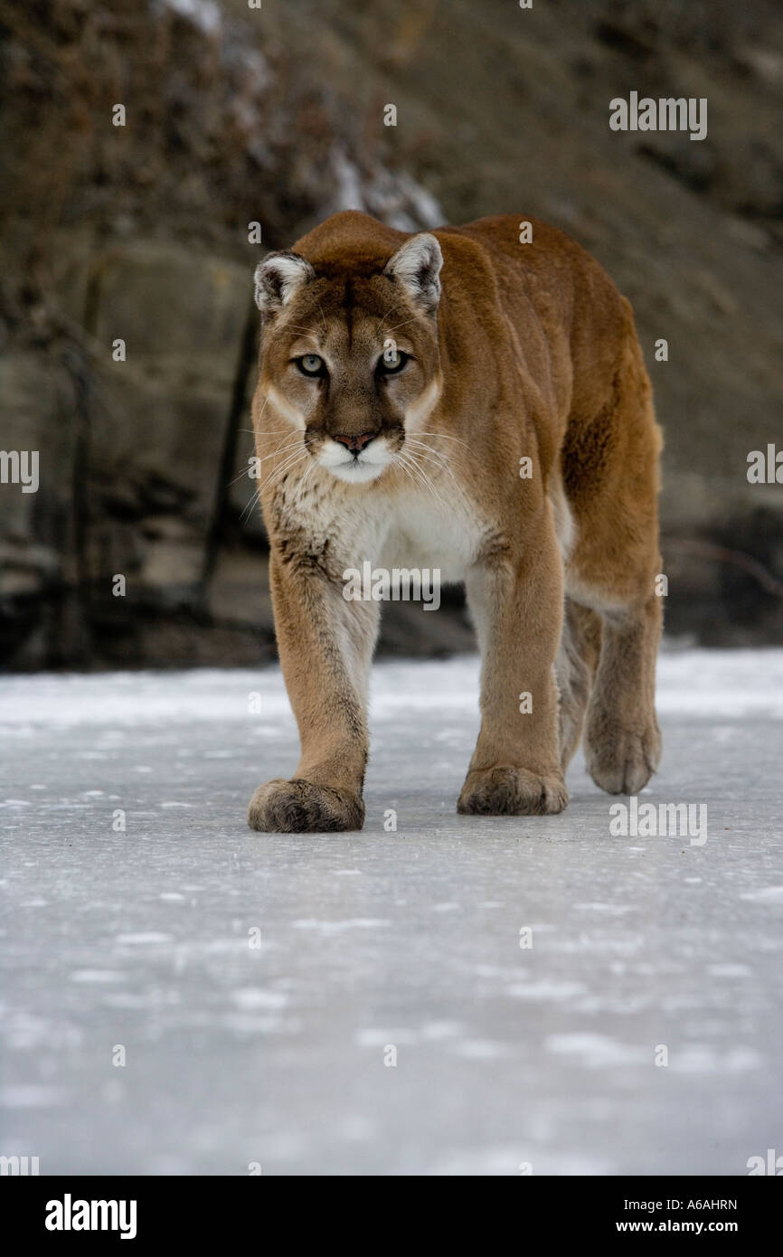Puma o Mountain lion Puma concolor Foto Stock