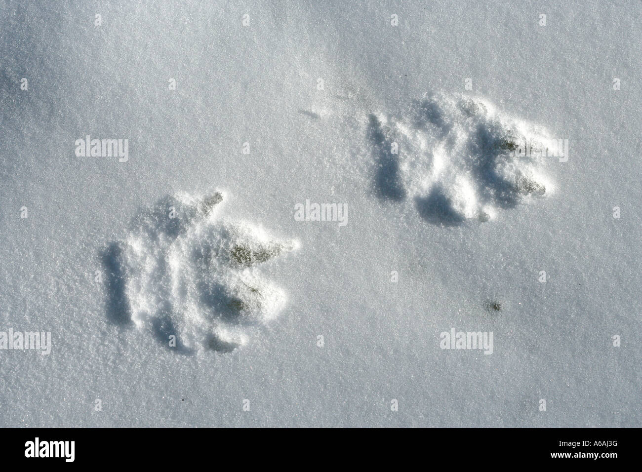 Arctic wolf Canis lupus arctos Foto Stock