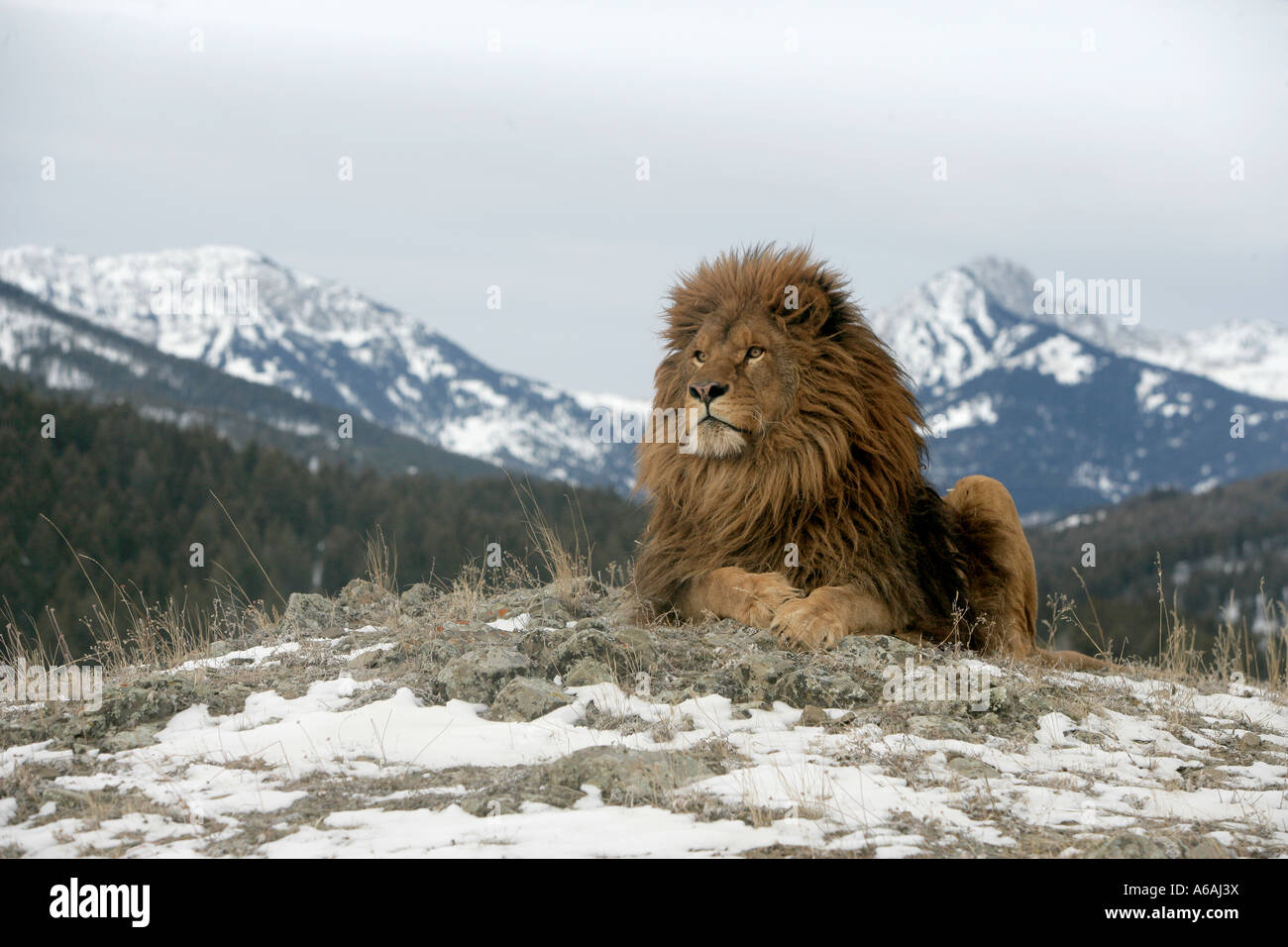 Barberia lion Panthera leo leo Foto Stock