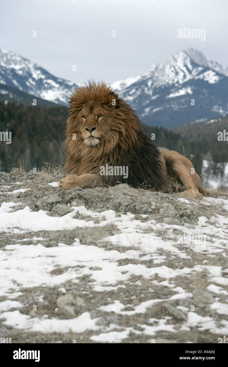 Barberia lion Panthera leo leo Foto Stock