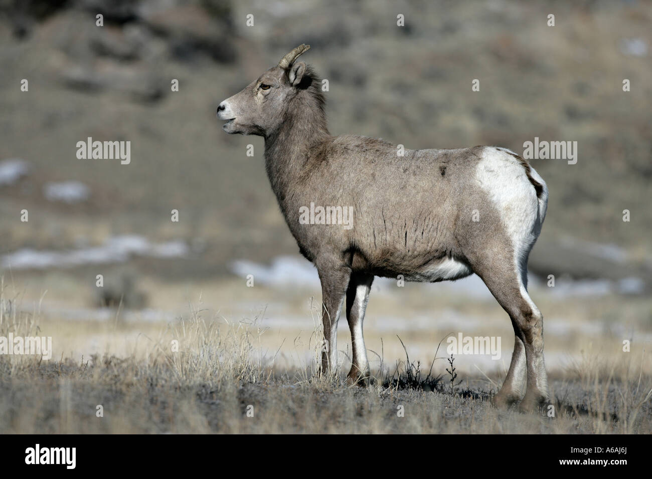 Big Horn pecore Puma concolor Yellowstone femmina USA Foto Stock