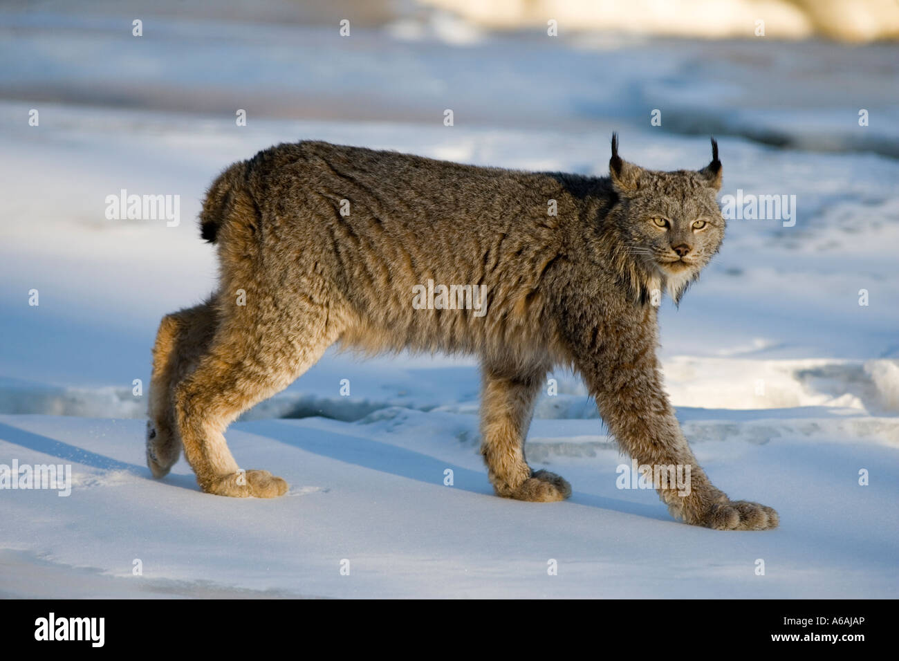 Canadian Lynx Lynx Lynx canadensis Foto Stock