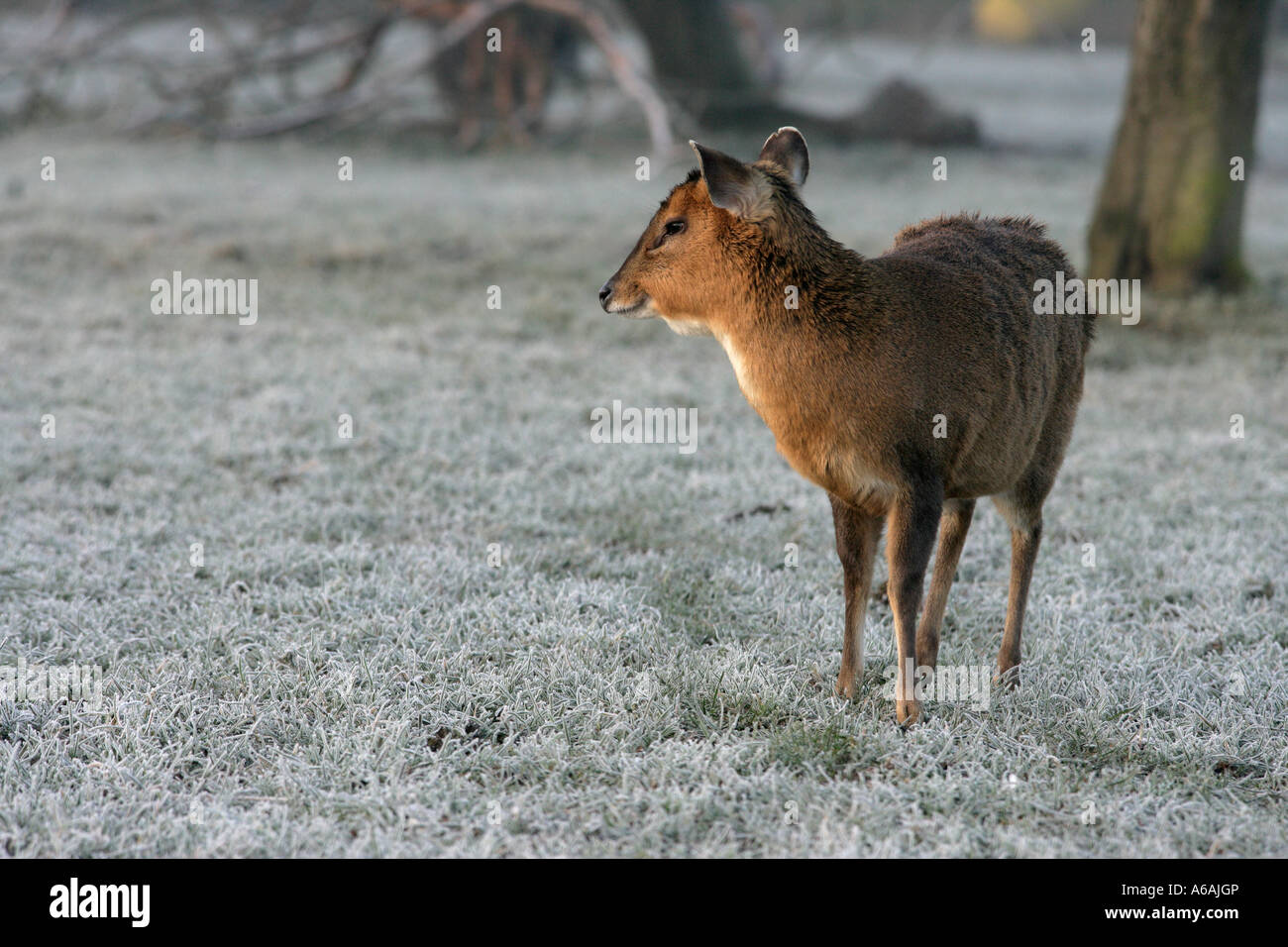 Reeve's muntjac Muntiacus reevesi femmina, Midlands R.U. Foto Stock