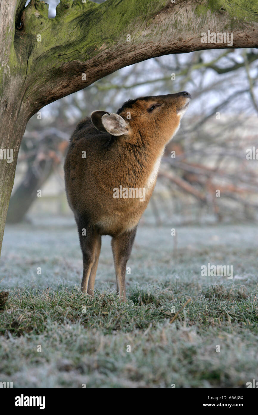 Reeve's muntjac Muntiacus reevesi femmina, Midlands R.U. Foto Stock