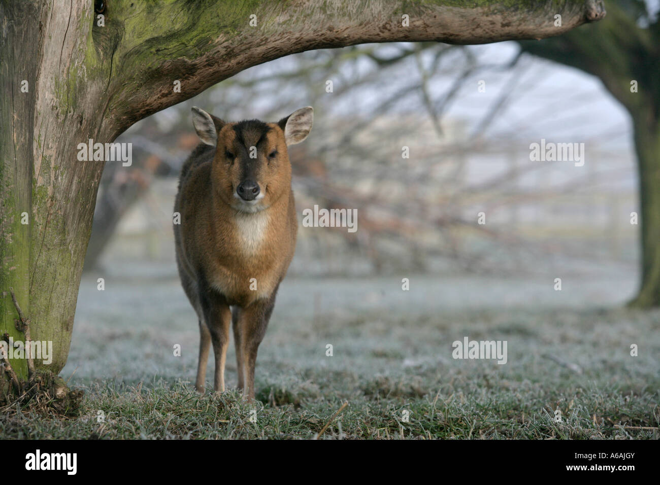 Reeve's muntjac Muntiacus reevesi femmina, Midlands R.U. Foto Stock