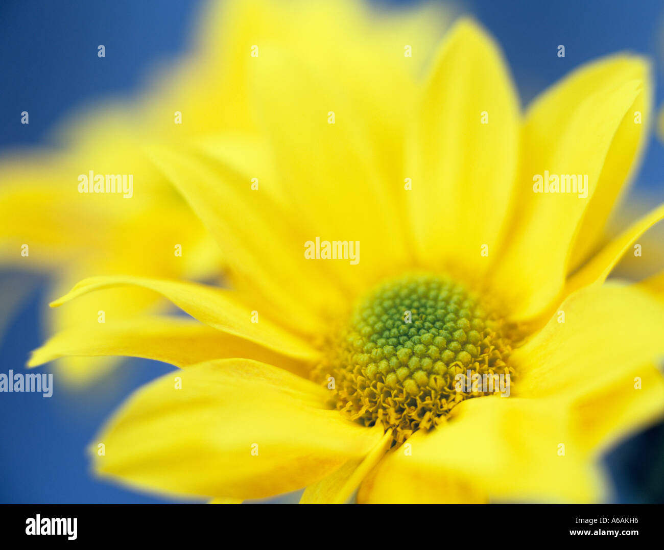 Fiore singolo crisantemo giallo "Bora' Fiore in stretta contro uno sfondo blu Foto Stock