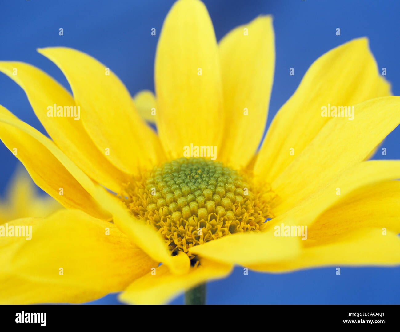 Fiore singolo crisantemo giallo "Bora" in stretta contro uno sfondo blu Foto Stock