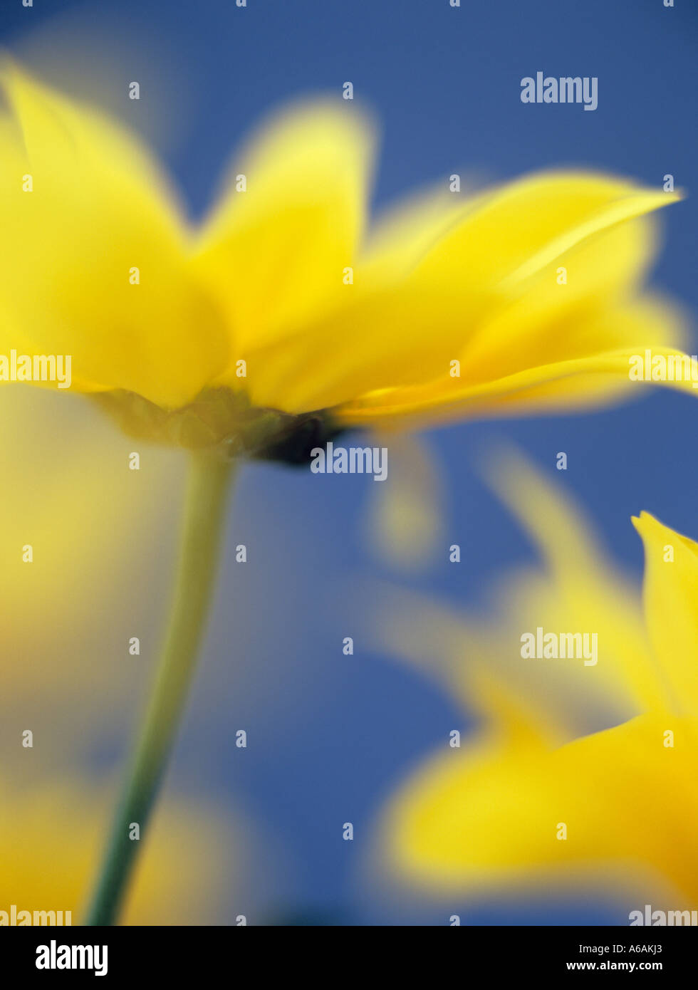 Fiore singolo crisantemo giallo "Bora' focalizzata attraverso petali di primo piano in stretta contro uno sfondo blu Foto Stock