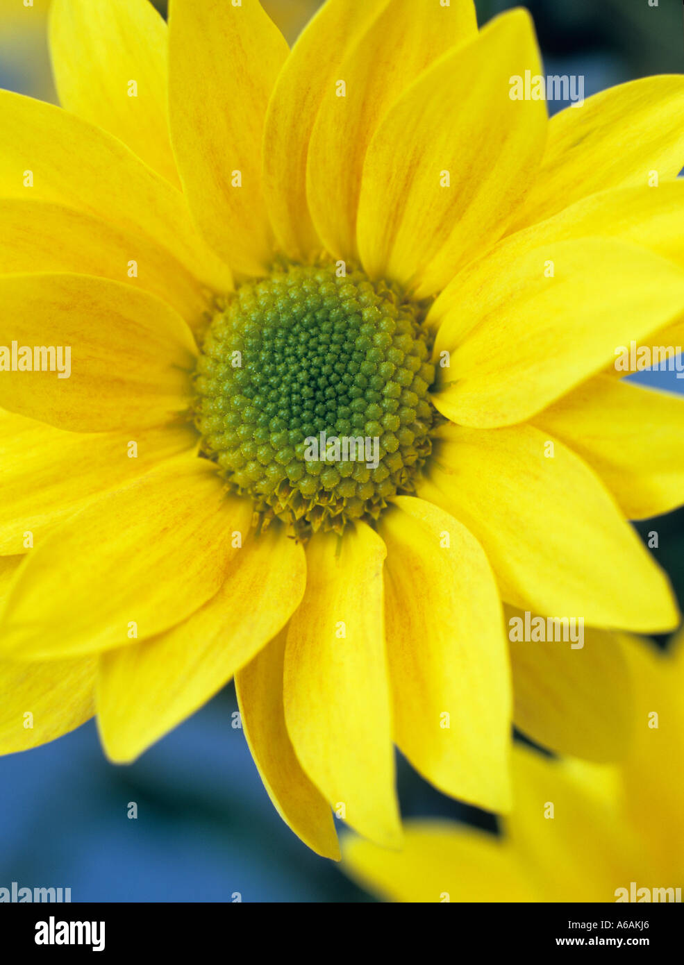 Fiore singolo crisantemo giallo "Bora' focalizzata sulla vista frontale del fiore in primo piano in stretta contro uno sfondo blu Foto Stock