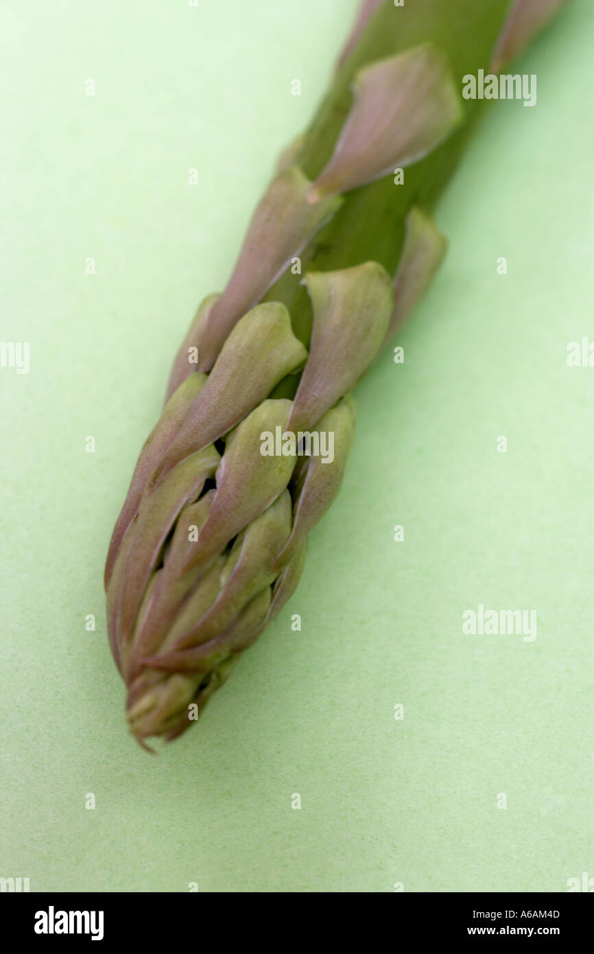 Uno freschi asparagi verdi o punta di lancia Foto Stock