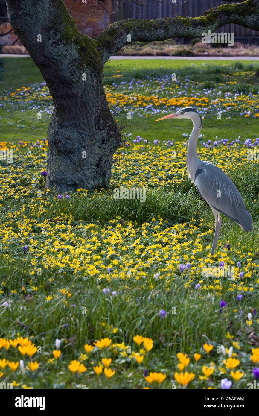 Grande Heron che lo standig nel prato di fiori Foto Stock