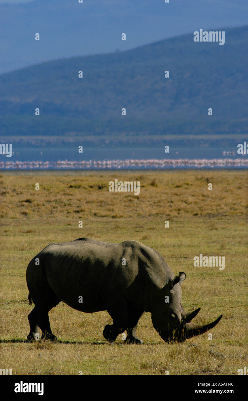 Un rinoceronte bianco a Lake Nakuru National Park con sullo sfondo il Flamingo. Foto Stock