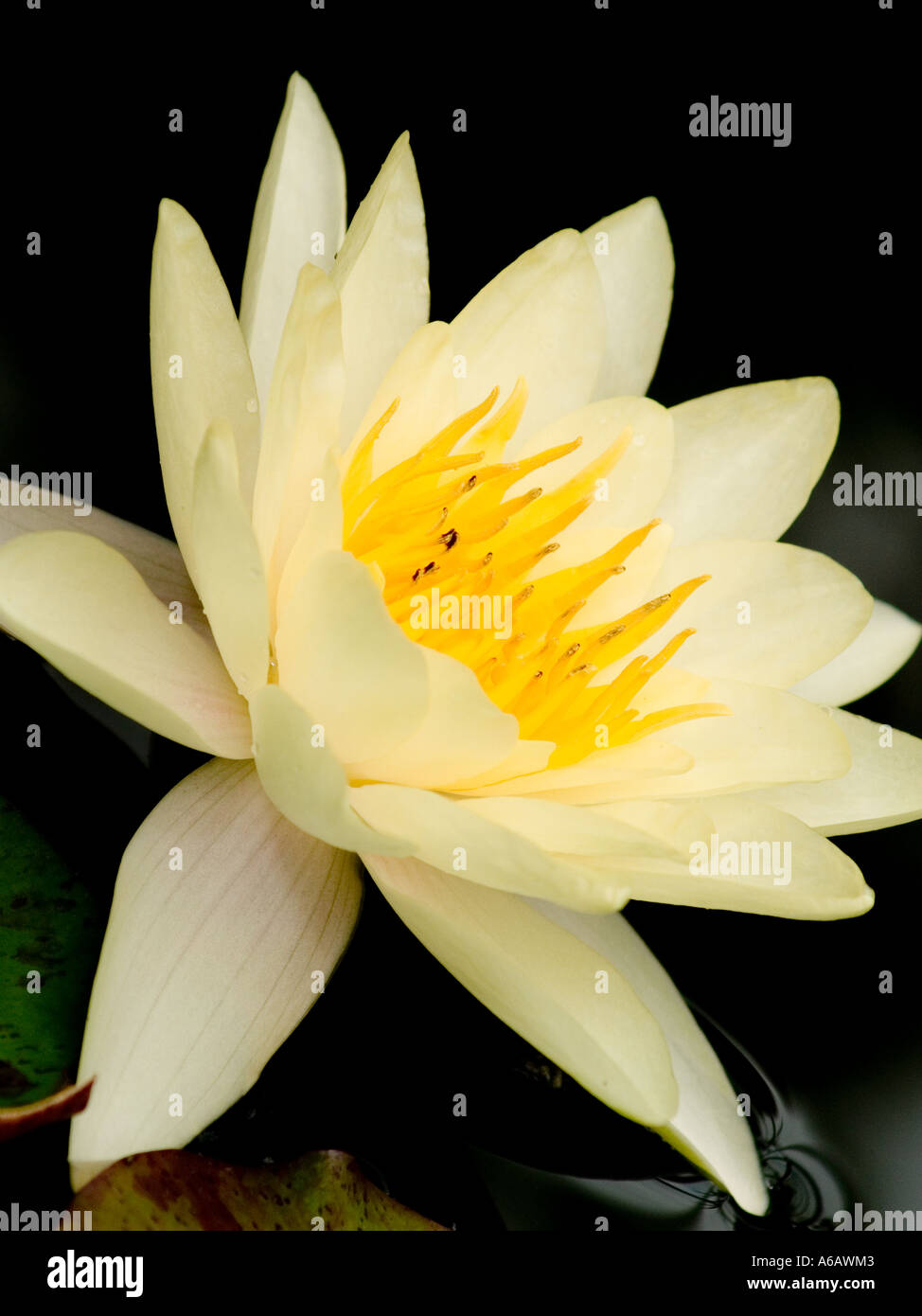 Giallo pallido giglio di acqua pianta acquatica Foto Stock