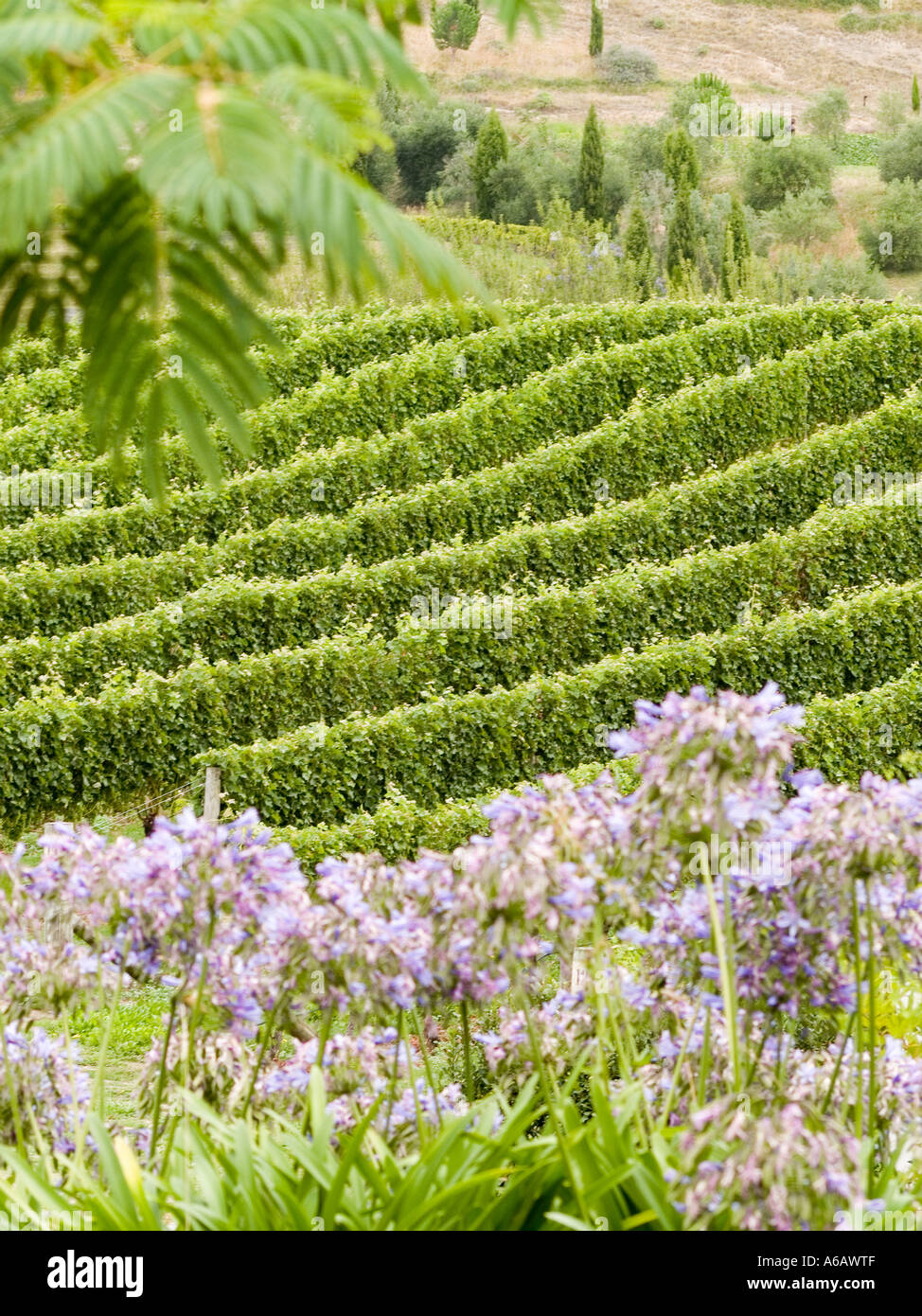 Righe di Vitis Vinifera vitigni che crescono in un vigneto con altri impianti Foto Stock