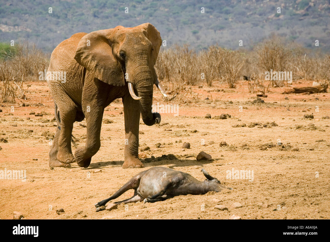 Elephant avvicinando morto vicino a Buffalo waterhole artificiale Ngulia Rhino Santuario Parco Nazionale Tsavo ovest del Kenya Foto Stock