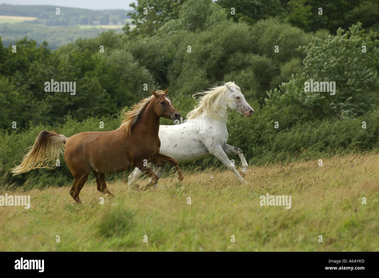 Thoroughbred Arabian Horse e metà cavallo di razza Foto Stock