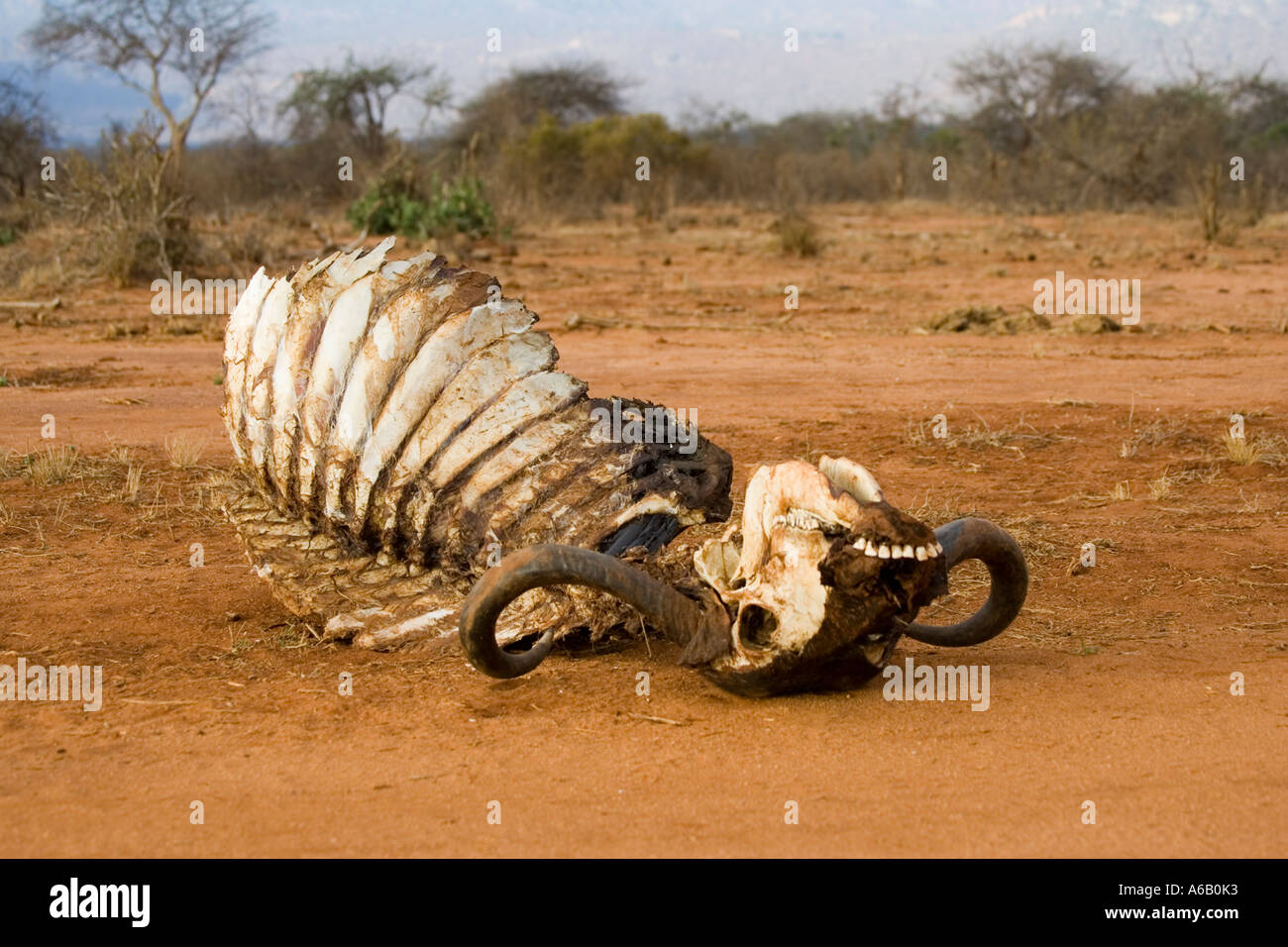Resti di buffalo dopo l attacco di Lion in Ngulia Rinoceronte nero Santuario nel Parco Nazionale Tsavo ovest del Kenya Foto Stock