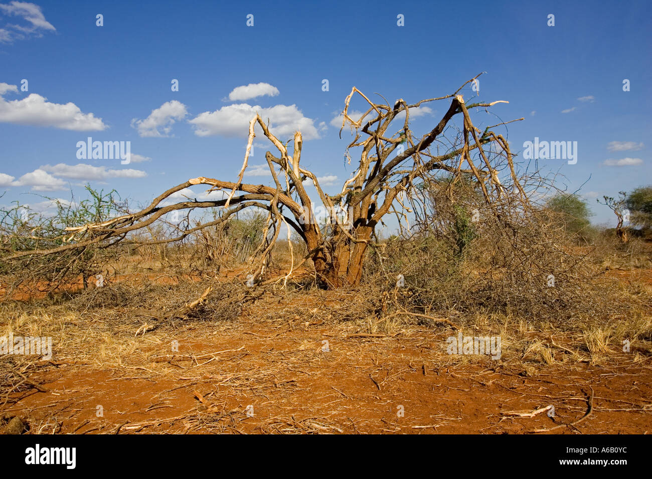 Alberi danneggiati che mostra la corteccia spogliato da elephant Tsavo ovest del Parco Nazionale del Kenya Foto Stock
