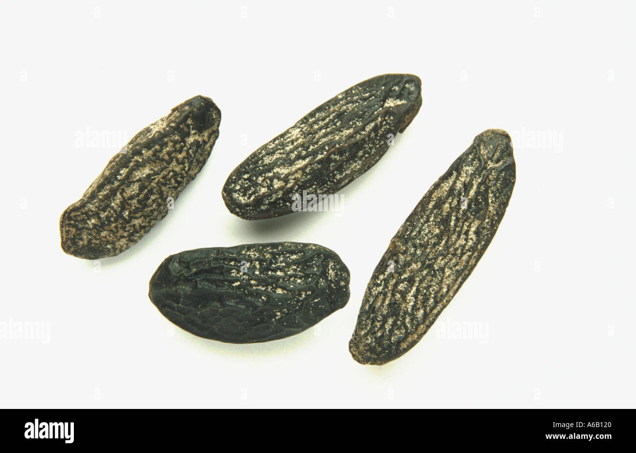 Tonka Bean tonca pianta medicinale sperma Foto stock - Alamy