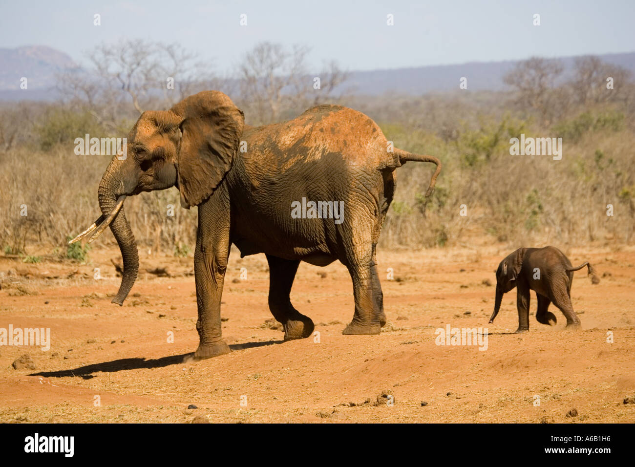 Elefante africano mucca con 4 mese di vitello vecchia che ha appena salvato da un foro per l'acqua a Tsavo ovest del Parco Nazionale del Kenya Foto Stock