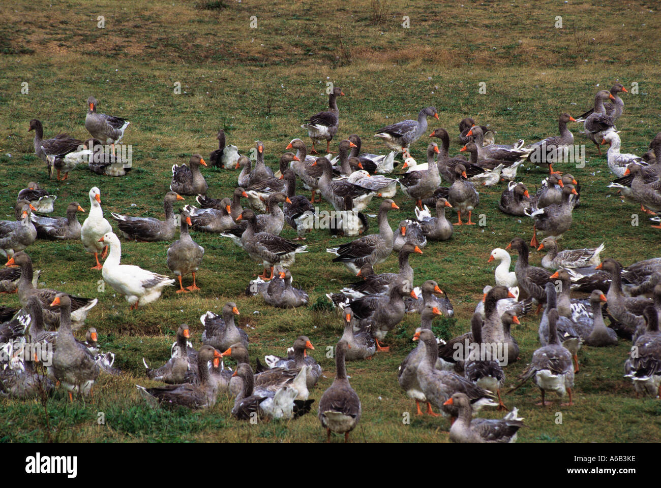 Francia La Valle della Dordogna allevamento di oche Perigord per Fois Gras Foto Stock