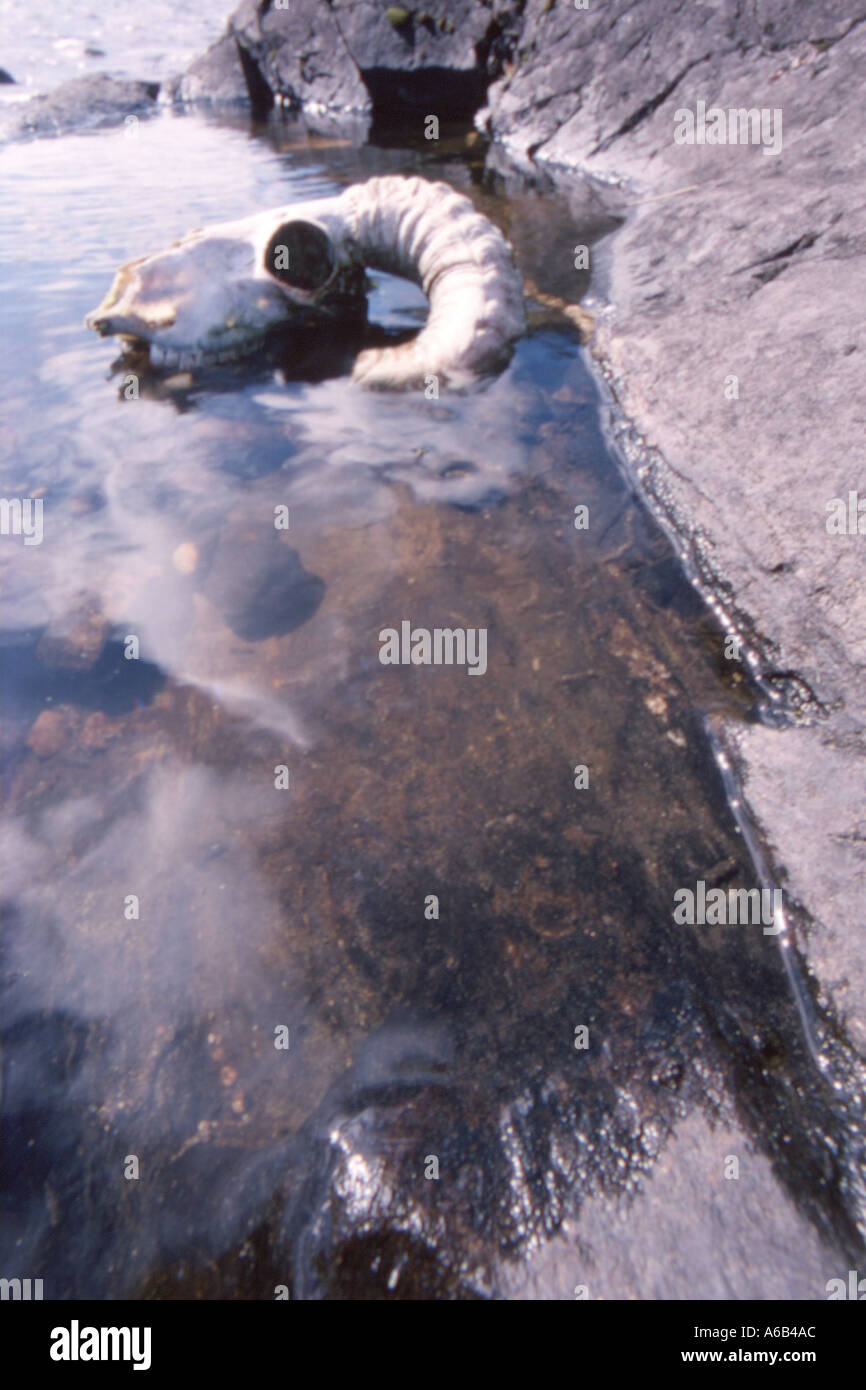 Annegamento di ovini in piscina in Irlanda Foto Stock