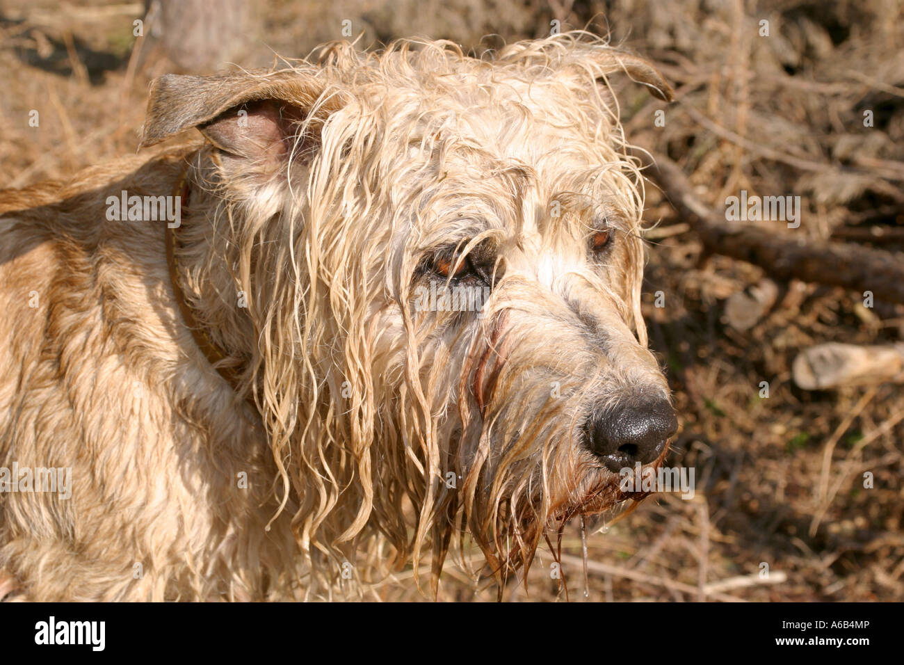 Glen of Imaal Terrier Foto Stock