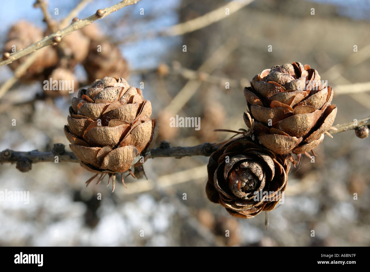 coni del larice Foto Stock
