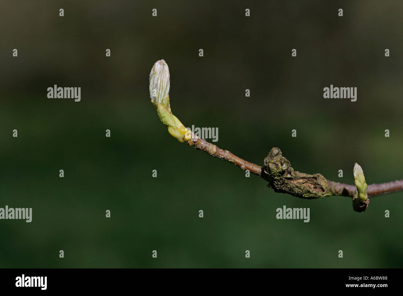 WILD SERVICE TREE Sorbus torminalis Foto Stock