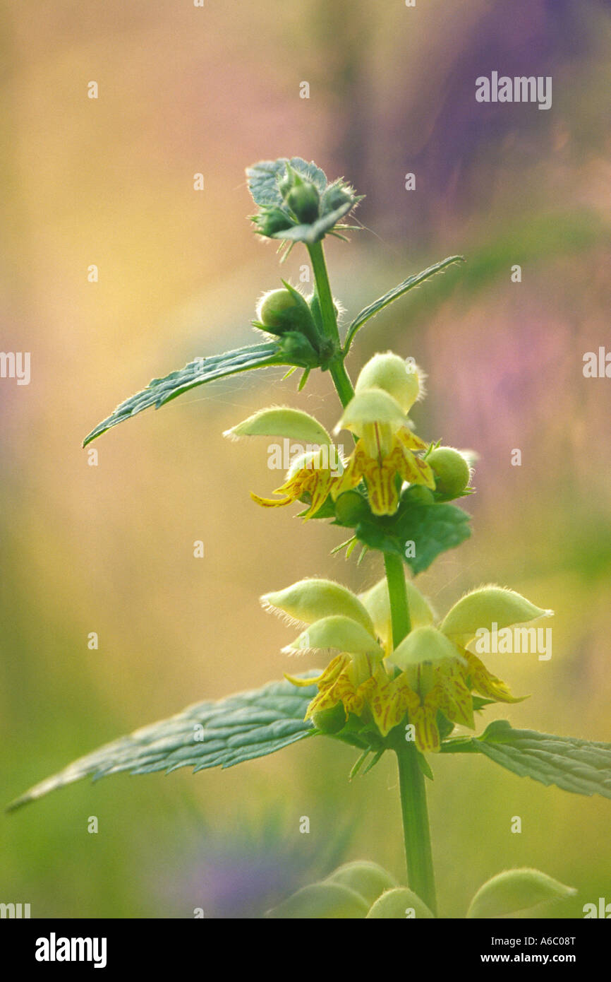 Fiori di giallo Arcangelo (Lamium galeobdolon) fioritura tra Bluebells. Sussex, Inghilterra. Foto Stock