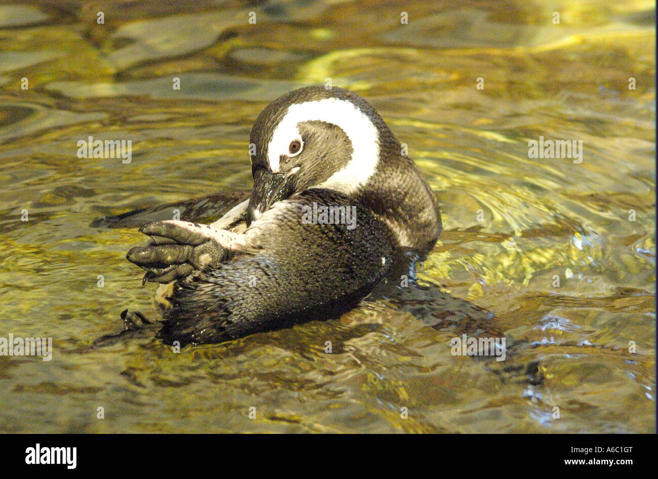 Jackass penguin toelettatura e nuoto Foto Stock