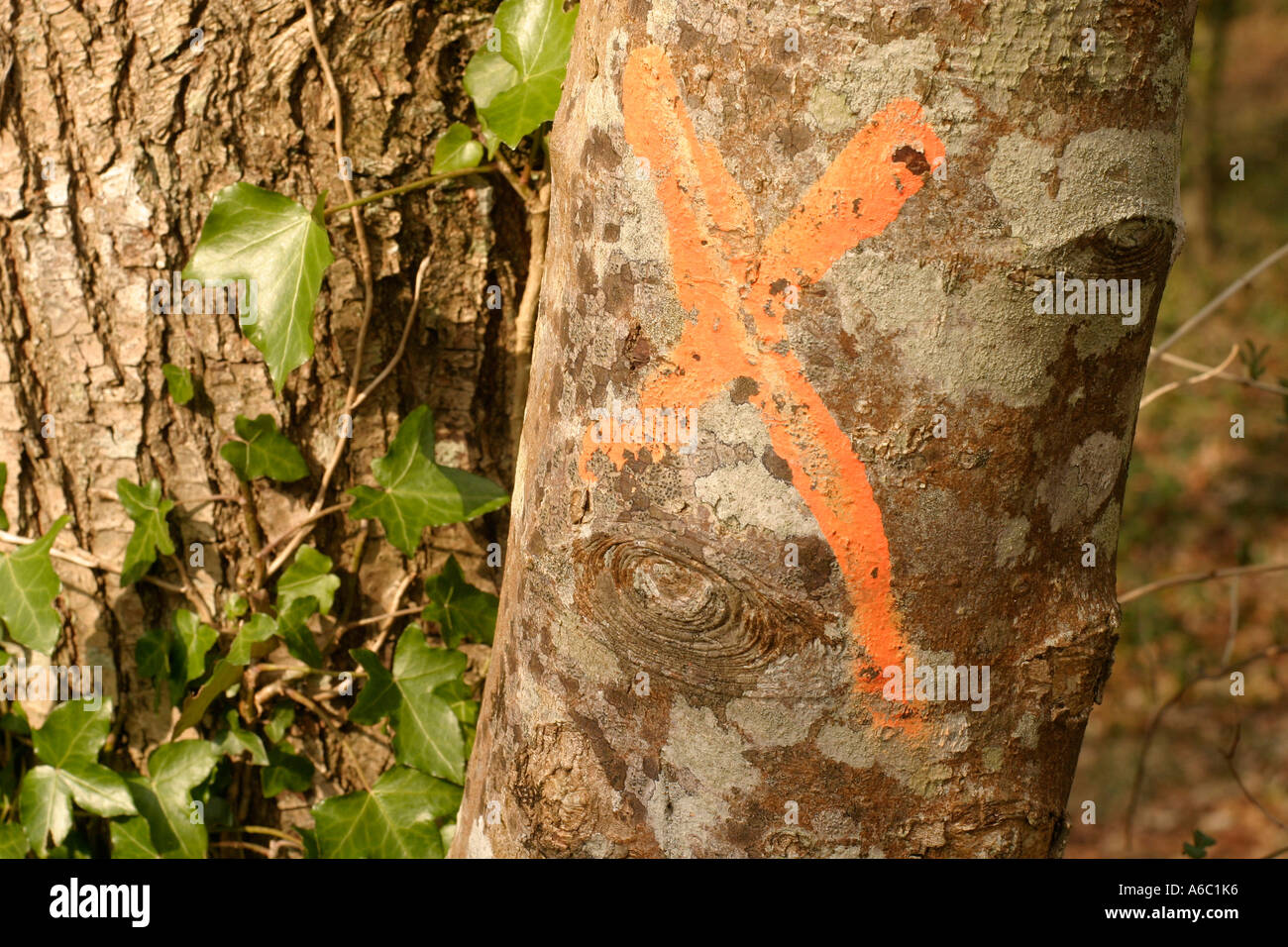 Tronco di albero contrassegnati con un arancione croce dipinta Foto Stock